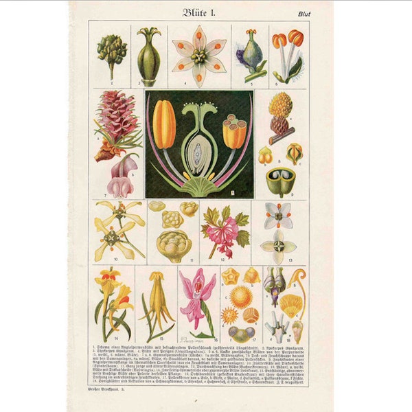 1920 FLOWERS & PLANTS LITHOGRAPH original vintage botanical flower garned botanyprint