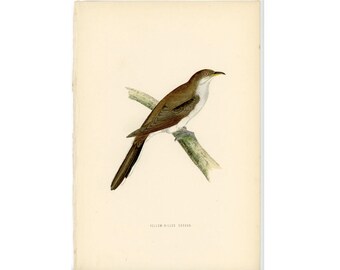 c. 1870 YELLOW BILLED CUCKOO print • original antique print • birds print • ornithology print • Morris bird print • hand colored engrving