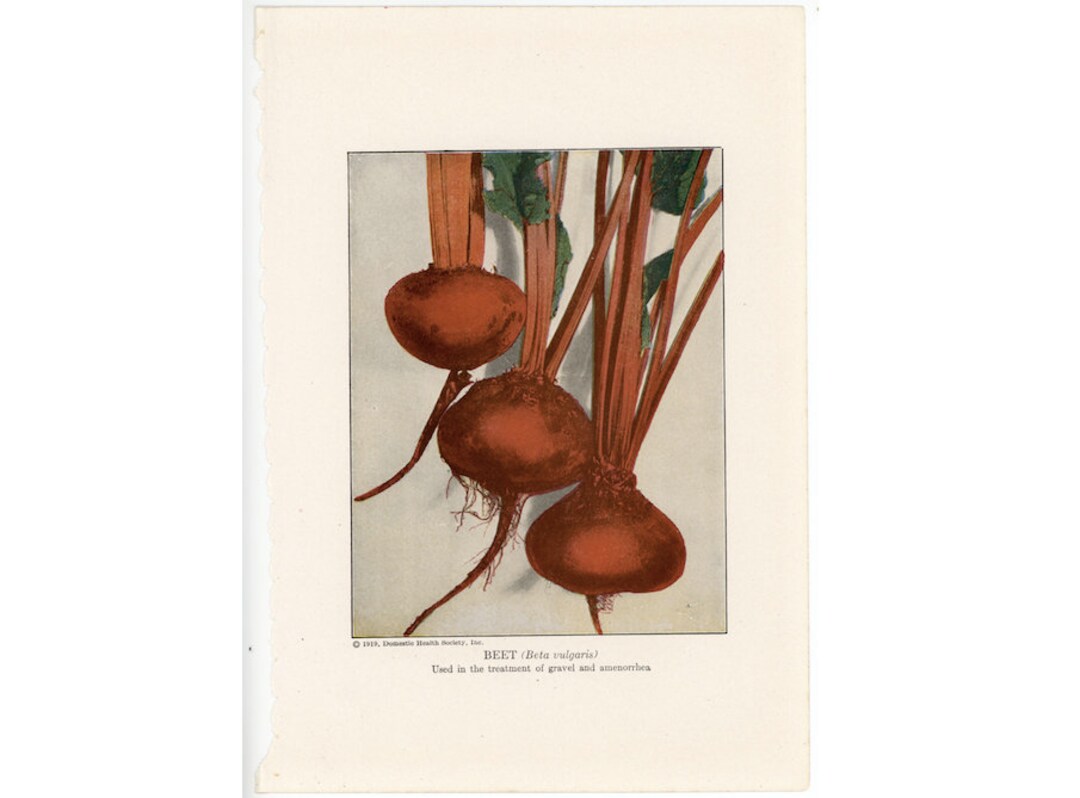 C. 1920 BEETS Lithograph • Original Antique Print • Vegetable Print ...