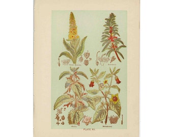 c. 1906 MEDICINAL PLANT lithograph • original antique print • botanical • flowers • medicinal herbs • nettle and belladonna