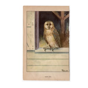 c. 1917 BARN OWL bird lithograph - original antique print • ornithology print • backyard birds • owls print • bird of prey • nocturnal bird