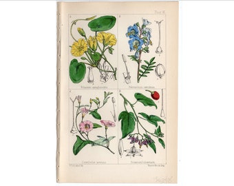 c. 1867 WILD FLOWERS print • original antique print - flower print •  hand colored Lithograph • botanical print • botany print •