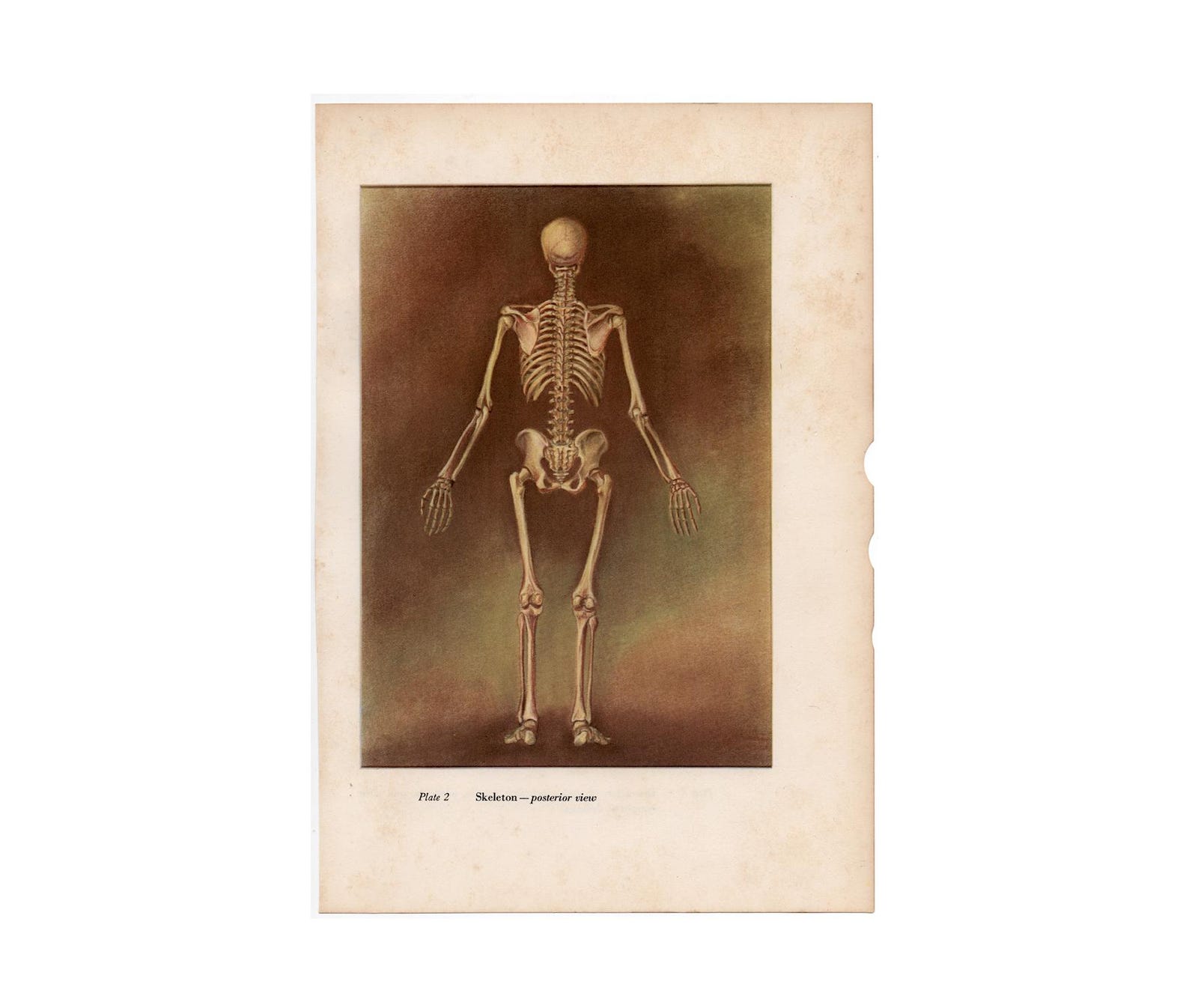 C 1951 SKELETON Lithograph • Original Vintage Print • Human Anatomy ...