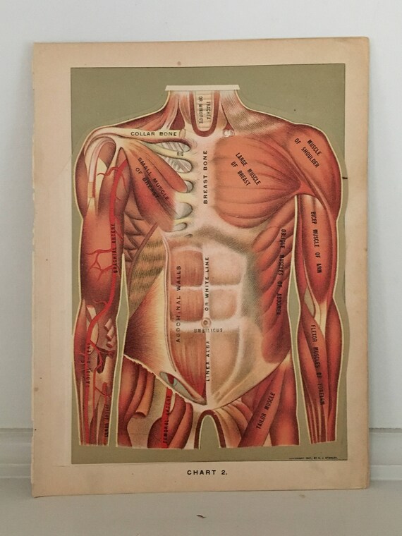 Interactive Muscle Chart