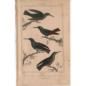 C. 1831 HUMMINGBIRDS engraving - original antique print - hand colored engraving - ornithology avian birds - antique bird print -
