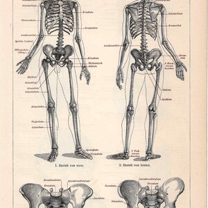 C. 1894 SKELETON HUMAN ANATOMY Lithograph • Original Antique Print ...