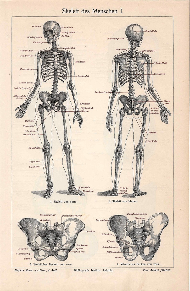 C. 1894 SKELETON HUMAN ANATOMY Lithograph • Original Antique Print ...