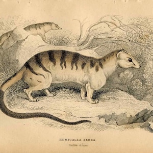 Puede incluir: Una ilustración en blanco y negro de un animal peludo rayado con una cola larga. El animal está de pie sobre una roca con una rama de árbol detrás. El texto "Hemigalea Zebra Native of Java" está impreso debajo de la imagen.
