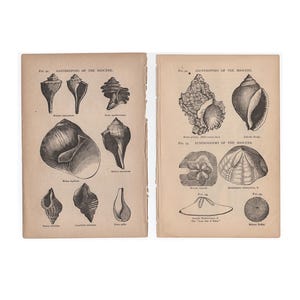 Puede incluir: Una ilustración en blanco y negro de varias conchas marinas y erizos de mar del Mioceno. La imagen está dividida en dos secciones, la sección superior está etiquetada como "Gastrópodos del Mioceno" y la sección inferior está etiquetada como "Equinodermos del Mioceno".