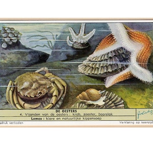 winzig! c. 1954 AUSTER Lithographie - Miniatur Vintage Werbekarte - Austernfeinde - Krabbe Seestern Seeschnecke - Unterwasserlandschaft