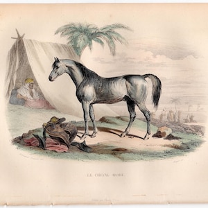 c. 1858 ARABIAN HORSE print • original antique print • hand colored • Buffon animal print • Arab horse print • equine print • 6.5 X 10.25&quot;