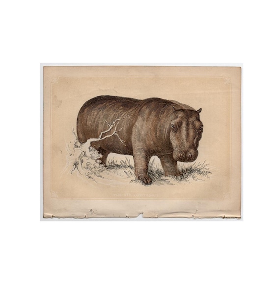 1853年頃 カバの版画 - オリジナルのアンティーク動物版画 - 小さな