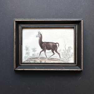 c. 1837 LLAMA engraving •  original antique print •  mini animal print • hand colored - wild animal print - Andes Mountain animal