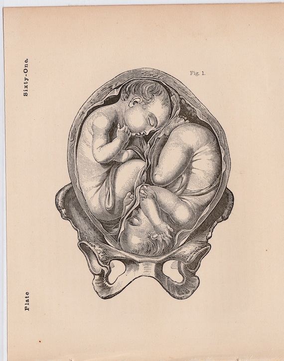 絵画 the memory in the womb Studies of the Fetus in the Womb Zip Pouch by Leonardo da