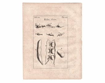 c. 1797 FAVE BEANS engraving • original antique print • vegetable print • gardening print • plant print • broad bean • faba bean print