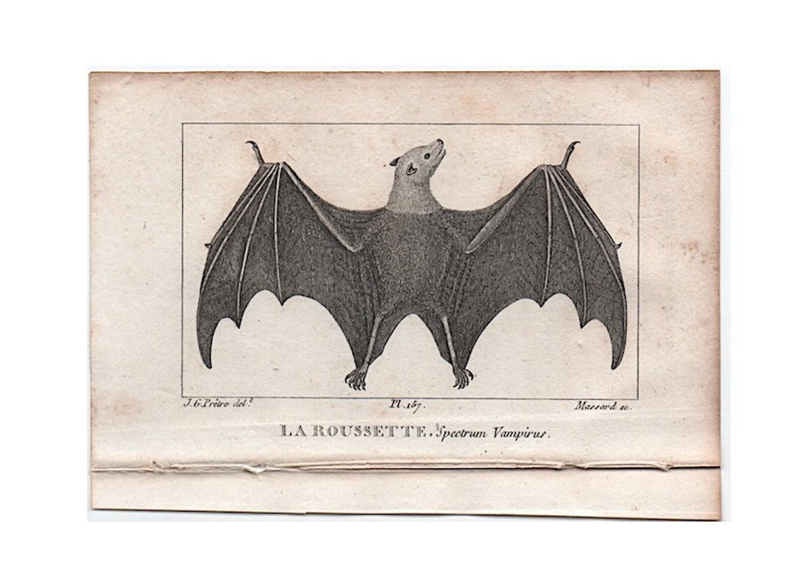 c. 1825 antieke VAMPIER gravure-originele antieke print-Buffon image 0
