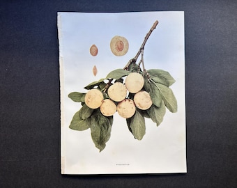 c. 1911 ANTIQUE PLUM print • original antique print • drupe fruit print • plums print • botany botanical prints• Prunus • yellow plums