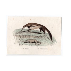 c. 1837 ANTEATERS engraving • original antique print • hand colored print • Buffon animal print • Vermilingua print • ardvark print