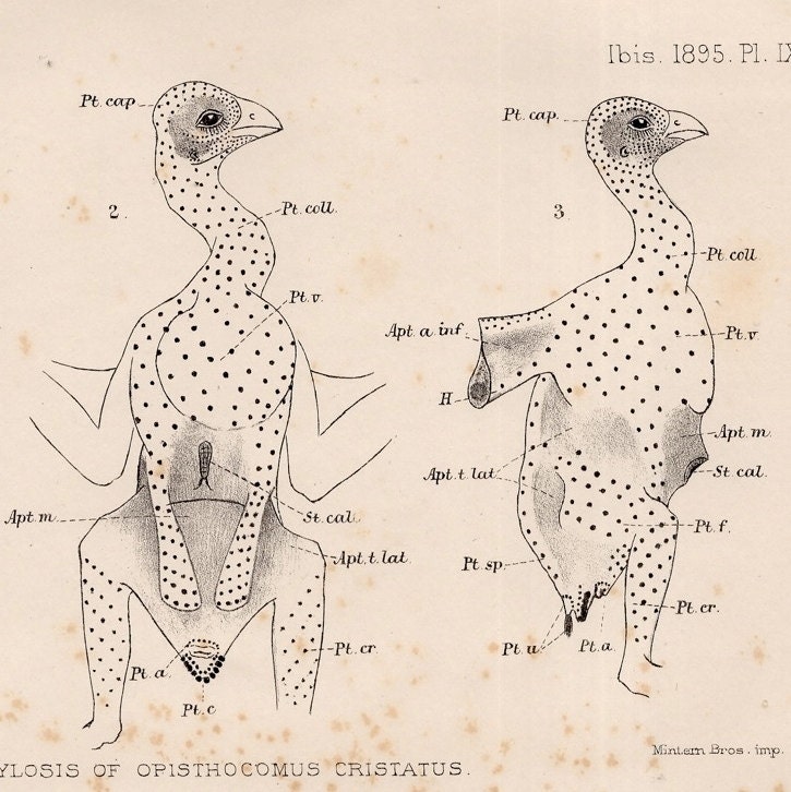 1901 Ibis Bird Anatomy Lithograph Original Antique Print Of Etsy 1901 Ibis Bird Anatomy Lithograph Original Antique Print Of Etsy