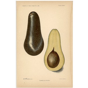 c. 1906 CHAPPELOW AVOCADO print • original antique print - antique botanical print - fruit print - kitchen art - avodacos print