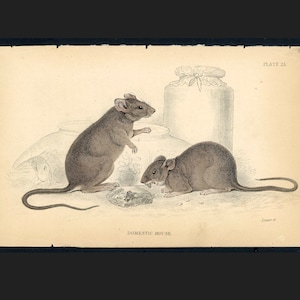 C. 1843 DOMESTIC MOUSE print • original antique print • Jardine animal print • rodent print • hand colored engraving • mice print