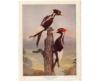 Extinct! c. 1914 IVORY BILLED WOODPECKERS lithograph • original antique print • woodpecker print • bird print • Audubon print • photolitho