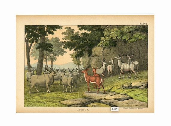 AFRICAN ANTELOPES lithograph • antique print of African animals c. 1878 • Africa • original antique animal print • safari scene print •