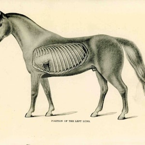 c. 1904 HORSE ANATOMY lithograph • original antique print • animal black & white print - position of left lung