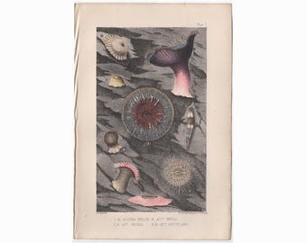 Grabado de anémonas marinas c. 1853 • grabado antiguo original • vida marina • anémonas marinas • vida marina • celentéreos • antozoos