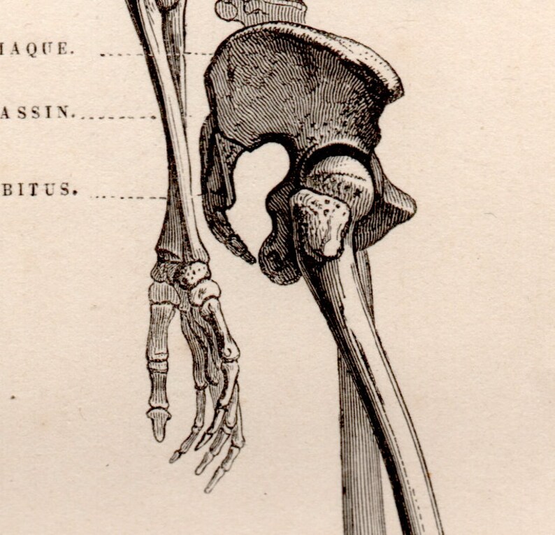 C. 1854 HUMAN SKELETON Lithograph • Original Antique Print • Human ...