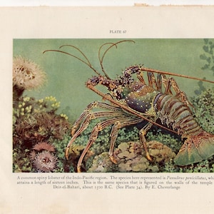 May include: A vintage illustration of a spiny lobster, a Panulirus penicillatus, in its natural habitat. The lobster, with a length of sixteen inches, is depicted with a detailed, colorful shell and long antennae, surrounded by coral and aquatic plants. The image includes the text "PLATE 67".
