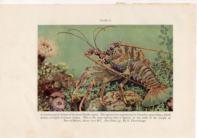 May include: A vintage illustration of a spiny lobster, a Panulirus penicillatus, in its natural habitat. The lobster, with a length of sixteen inches, is depicted with a detailed, colorful shell and long antennae, surrounded by coral and aquatic plants. The image includes the text "PLATE 67".