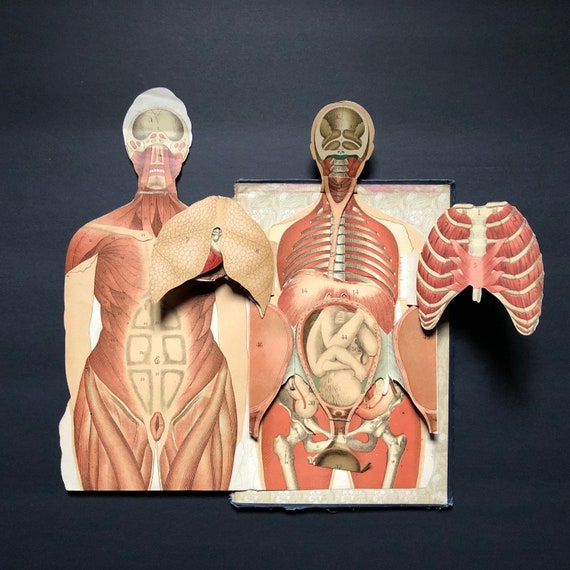 Interactive Muscle Anatomy Chart