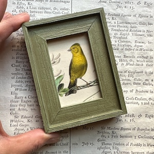 framed c. 1858 YELLOW BIRD engraving • original antique print • hand colored • antique bird print • ready to display • 4 x 3”