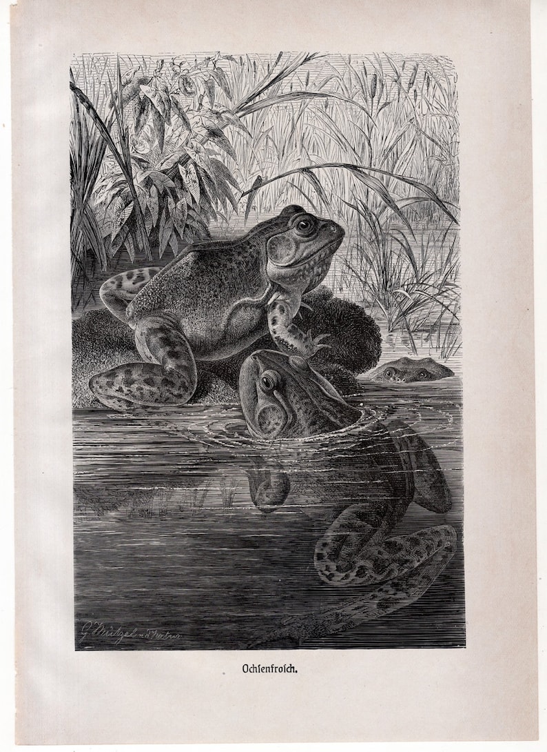 c 1900 ANTIQUE FROG print \u2022 original antique print \u2022 amphibian print \u2022 Brehms print \u2022 toad print \u2022 anura print \u2022 Ranidae print