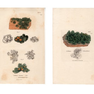 c. 1806 SOWERBY SEAWEED engravings - set of 2 original antique prints - botanical print - green seaweed print -
