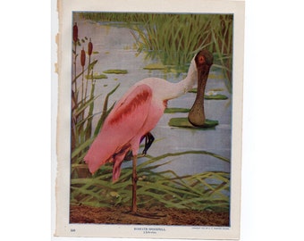 c. 1914 ROSEATE SPOONBILL lithograph • original antique print • wading bird print • ibis bird print • Audubon • photolitho