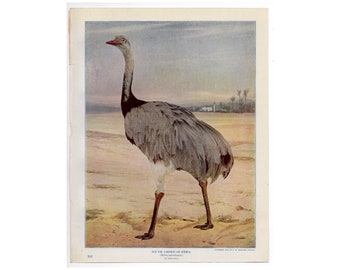 c. 1914 SOUTH AMERICAN RHEA lithograph • original antique print • flightless bird print • ostrich print • photolitho