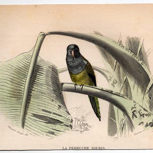 PARROTS print c. 1858 • original antique print • hand colored engraving • parrot print • bird print from Buffon • tropical bird