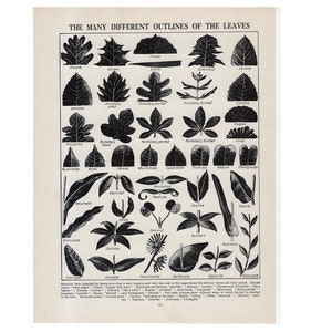 c. 1940 LEAF SHAPES lithograph - original vintage print - vintage botanical print - leaf patterns - silhouettes of leaves - plant print