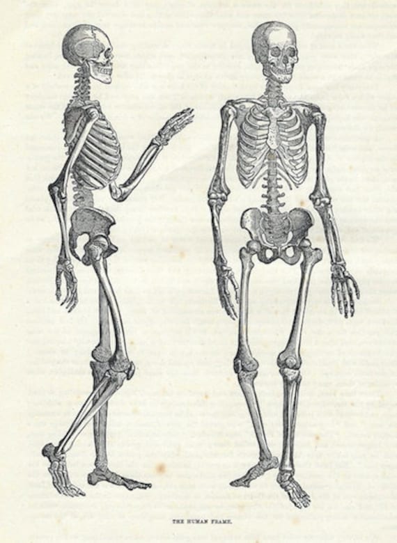 3,162 Skeletal System Drawing High Res Illustrations - Getty Images