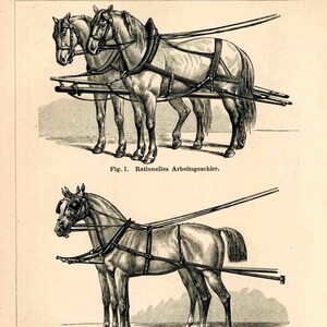 1894 ANTIQUE HORSE LITHOGRAPH harness horses original antique animal print image 3