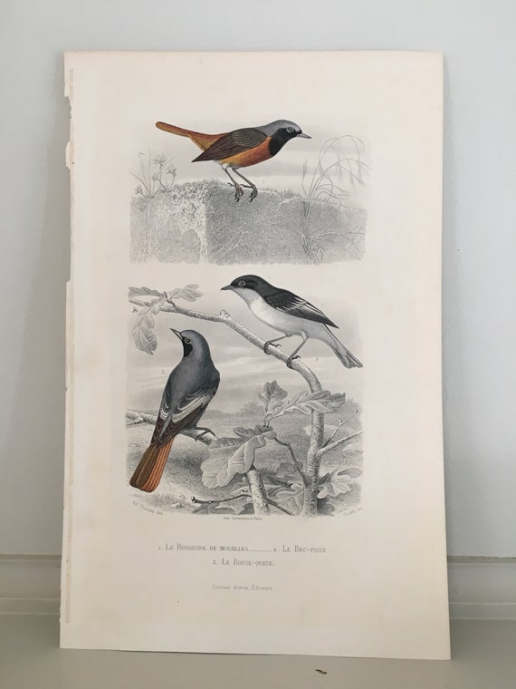From 1860 Hand colored lithograph print of BIRDS