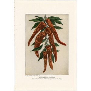 c. 1920 RED PEPPER print • original antique print • vegetable print • fruit print • kitchen art • medicinal plant print • capsicum print