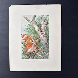 May include: A vintage print depicting owls in a tree. The artwork shows a reddish-brown owl with detailed feathers, and another owl camouflaged in the tree trunk. The background includes green foliage and autumn leaves. The print is on aged paper.