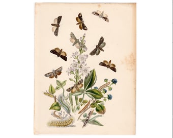 May include: An antique botanical illustration featuring various moths and caterpillars. The artwork showcases detailed depictions of insects, plants, and flowers in a vintage style, with a cream-colored background.