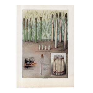 C. Litografia ASPARAGI 1911 - stampa antica originale - frutta e verdura - stampa alimentare - stampa cucina - stampa verdure primaverili