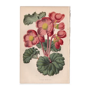 c. 1871 BEGONIA lithograph • original antique print • botanical print • garden print • magenta flower print • pink flowers