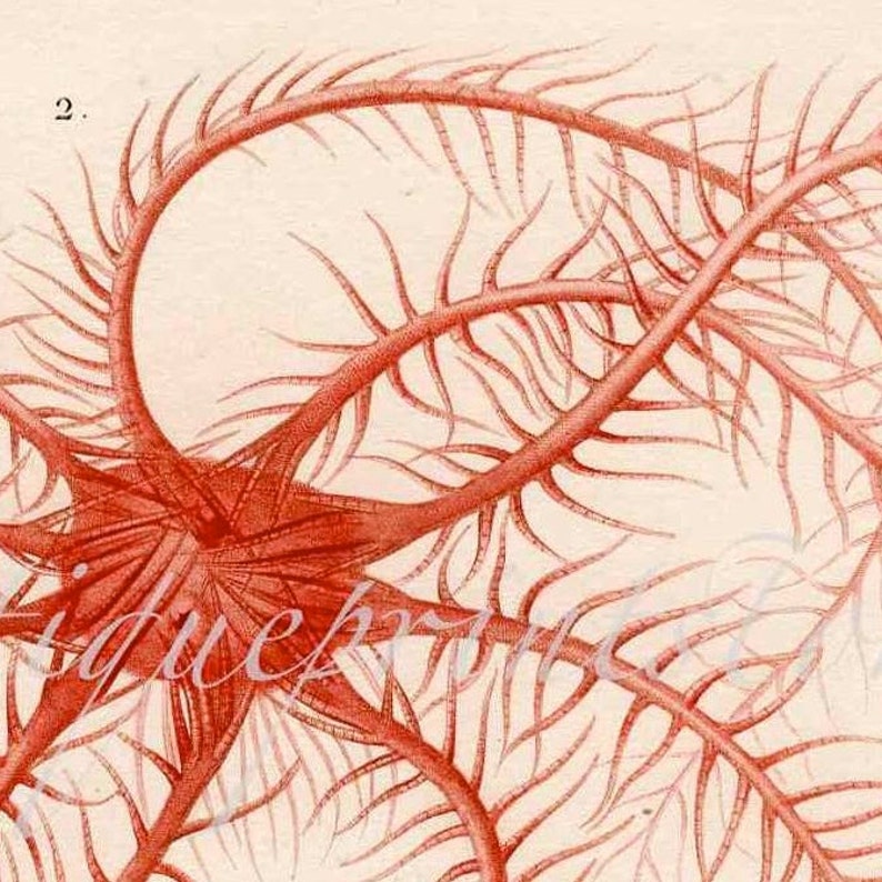 original antique sea life ocean marine animal print sea star engraving ophiura fragilis /& comatula mediterranen 1836 STARFISH PRiNT