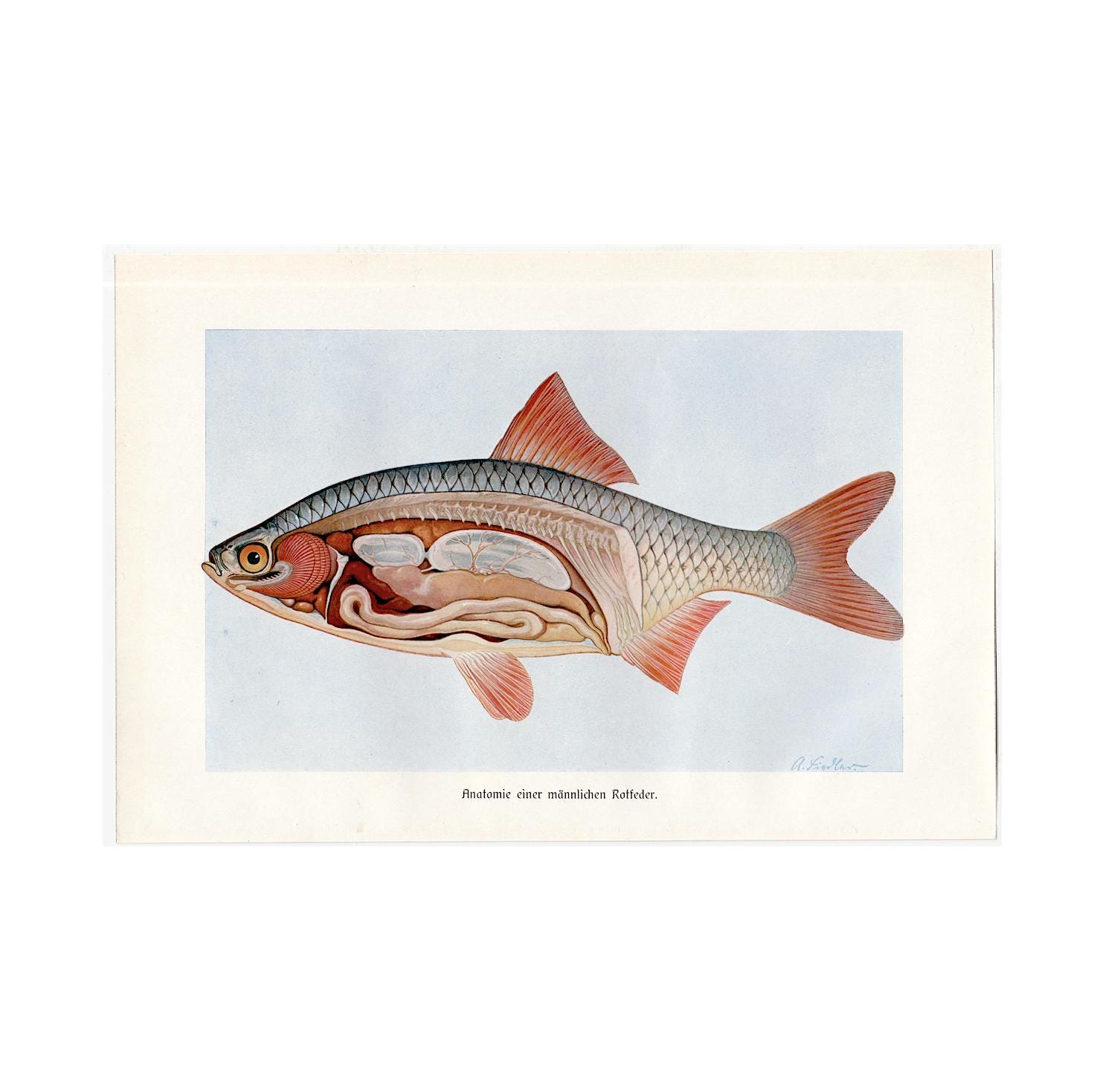 1800年代末 デントン 魚 多色石版画 5枚 アンティーク博物画